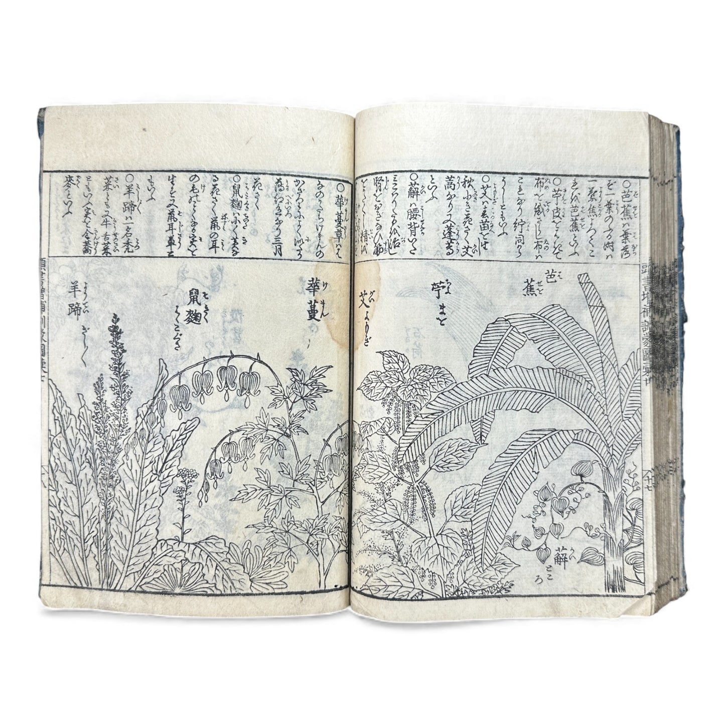 訓蒙図彙大成｜Edo Multi-Volume Illustrated Natural History Encyclopedia｜Rare Japanese Woodblock Book 和本 - B122