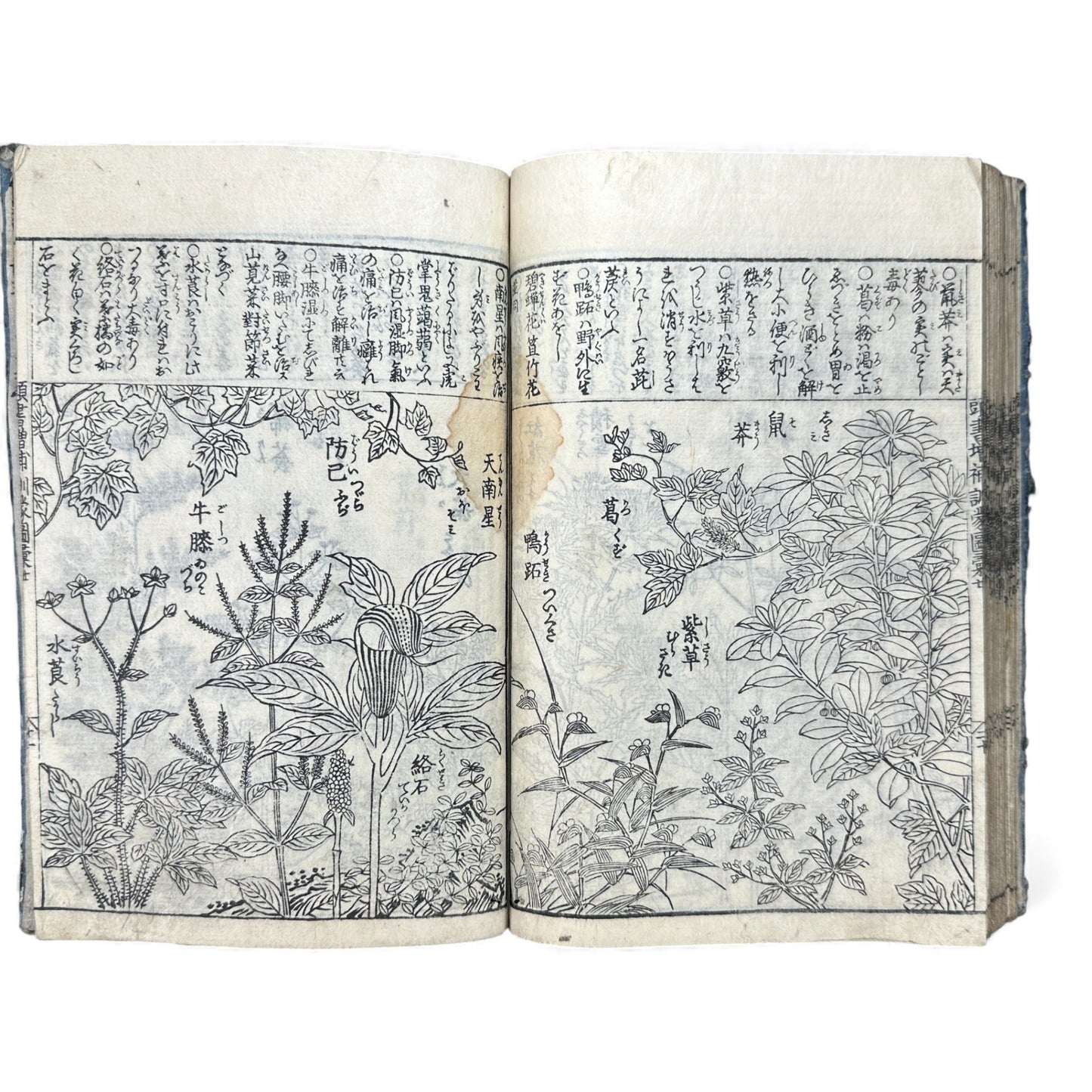 訓蒙図彙大成｜Edo Multi-Volume Illustrated Natural History Encyclopedia｜Rare Japanese Woodblock Book 和本 - B122