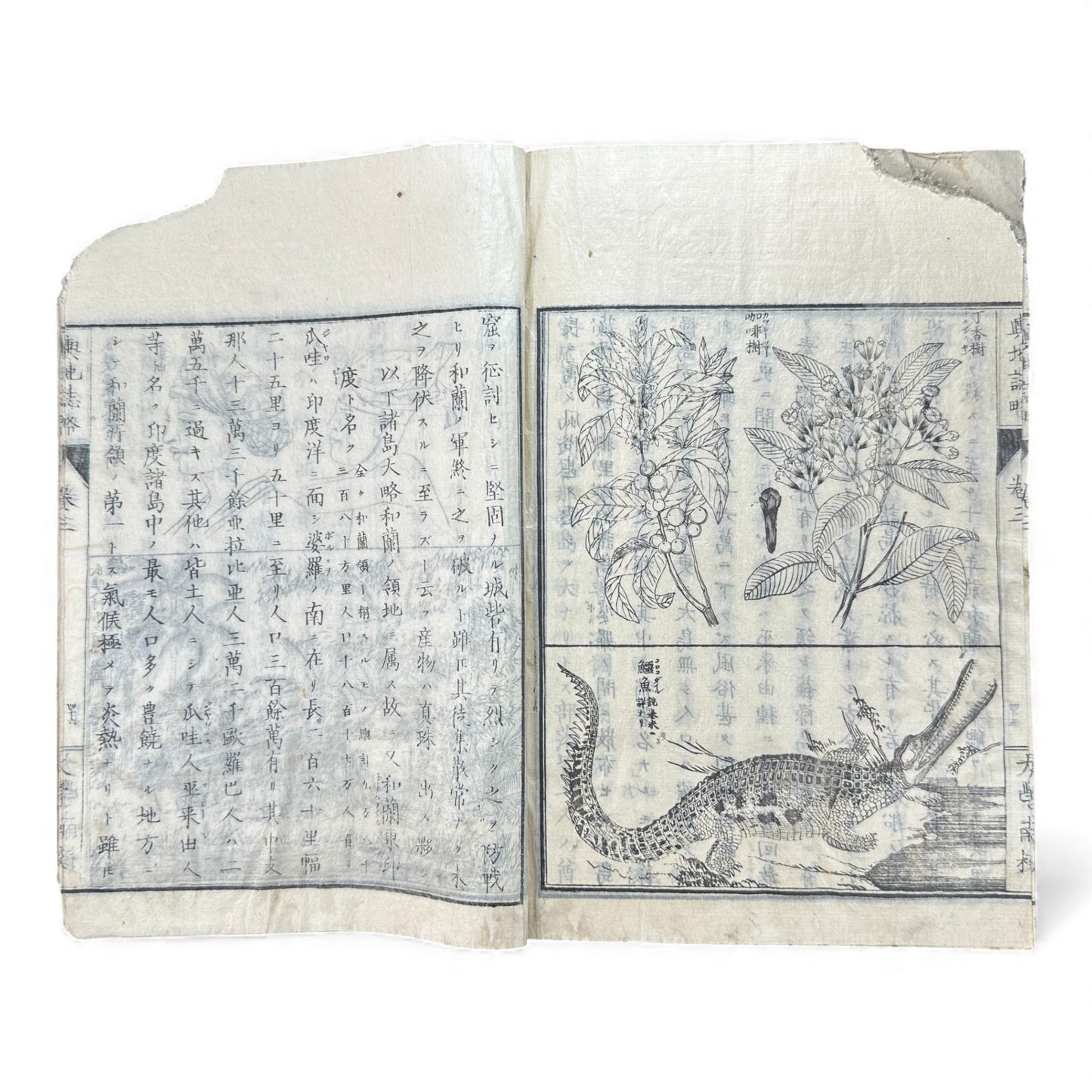 Meiji 1874 Japanese Illustrated Geography Book –《輿地誌畧》Yochi Shiryaku – Maps, Cultures, Animals – Rare Original - B123