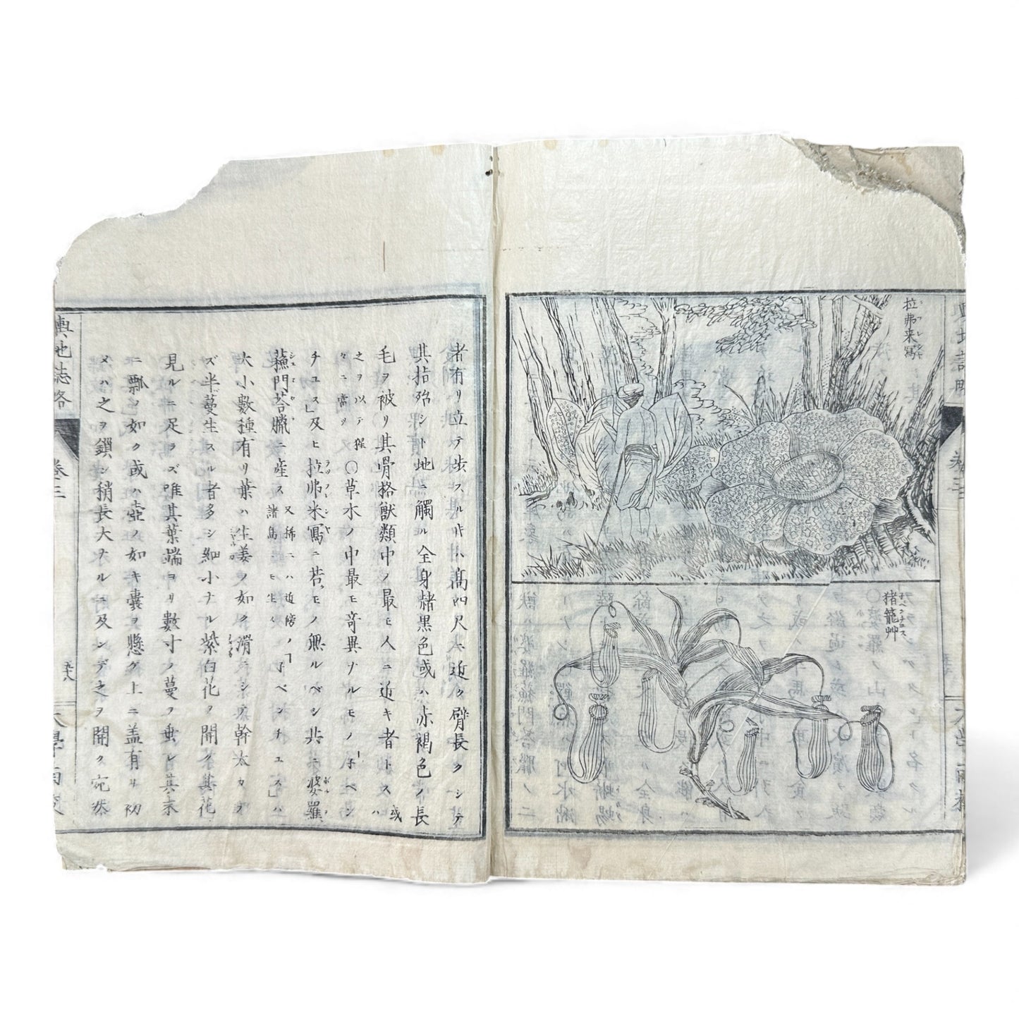 Meiji 1874 Japanese Illustrated Geography Book –《輿地誌畧》Yochi Shiryaku – Maps, Cultures, Animals – Rare Original - B123